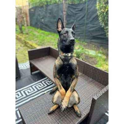 Wholesale The Athena Finnigan Dog Collar ( No.03m)