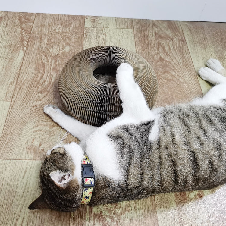 a cat lying on the floor with a toy