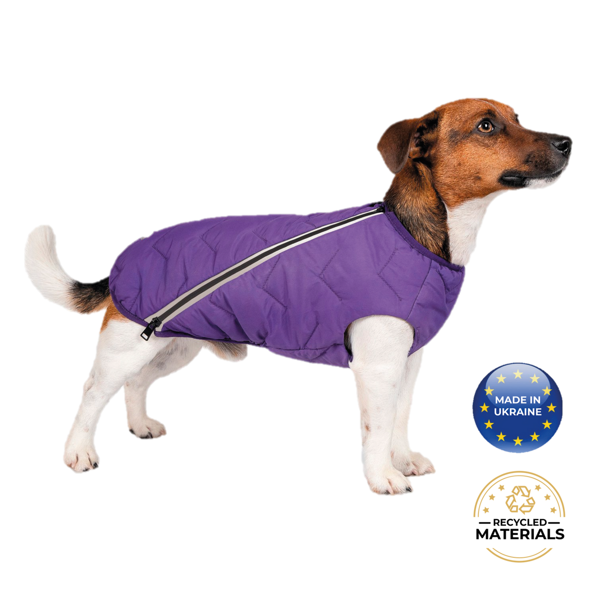 a dog wearing a purple jacket