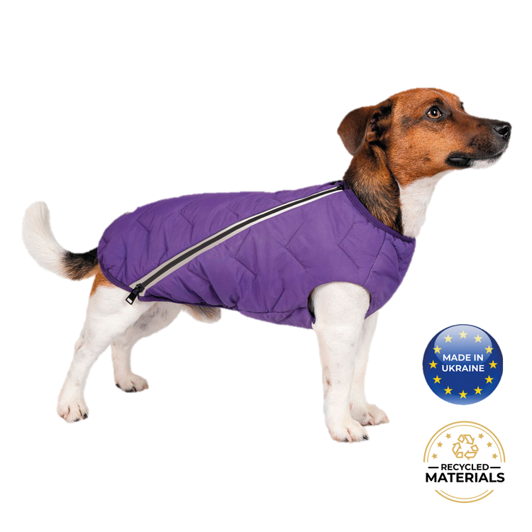 a dog wearing a purple jacket