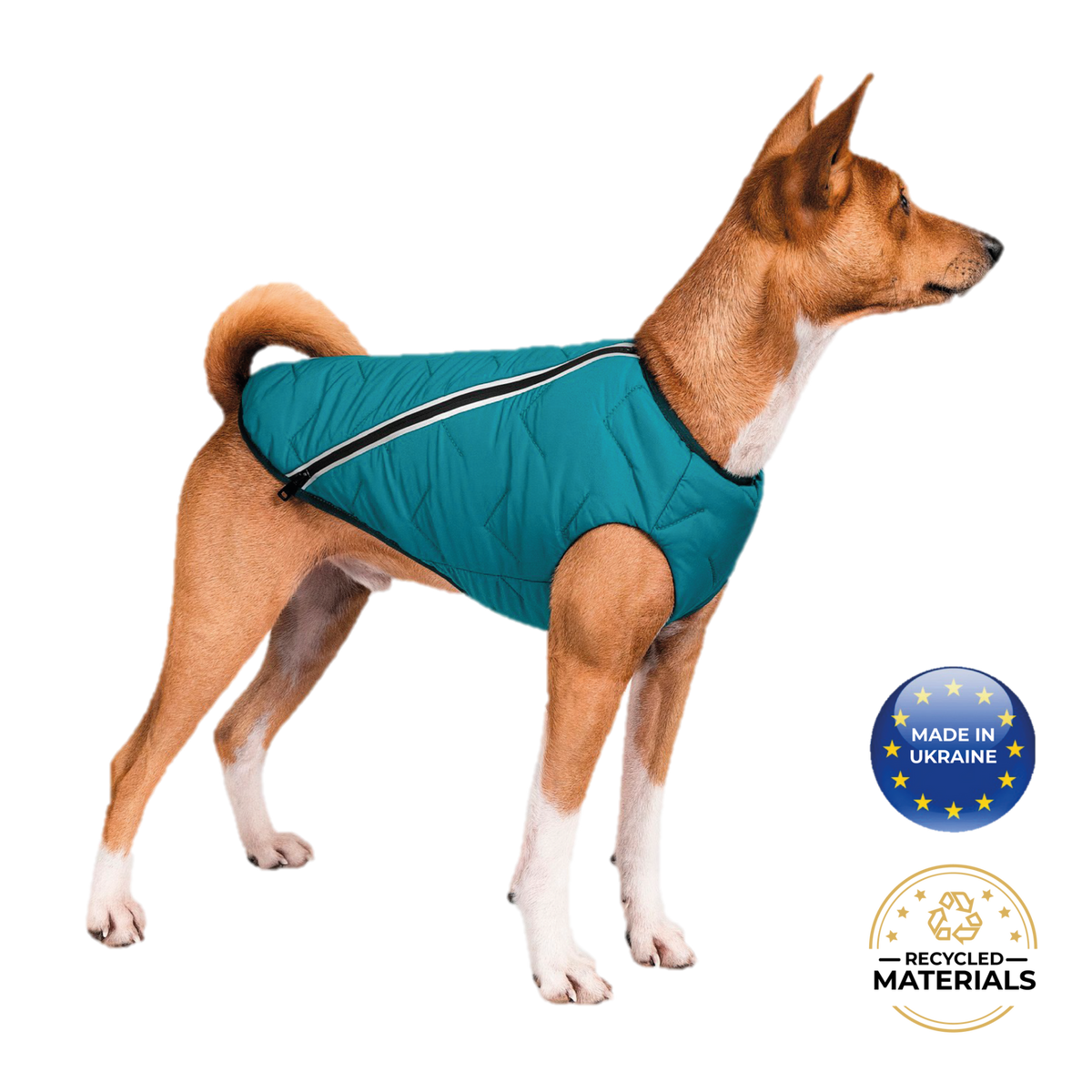 a dog wearing a vest