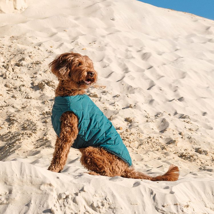 a dog wearing a vest on a sandy hill