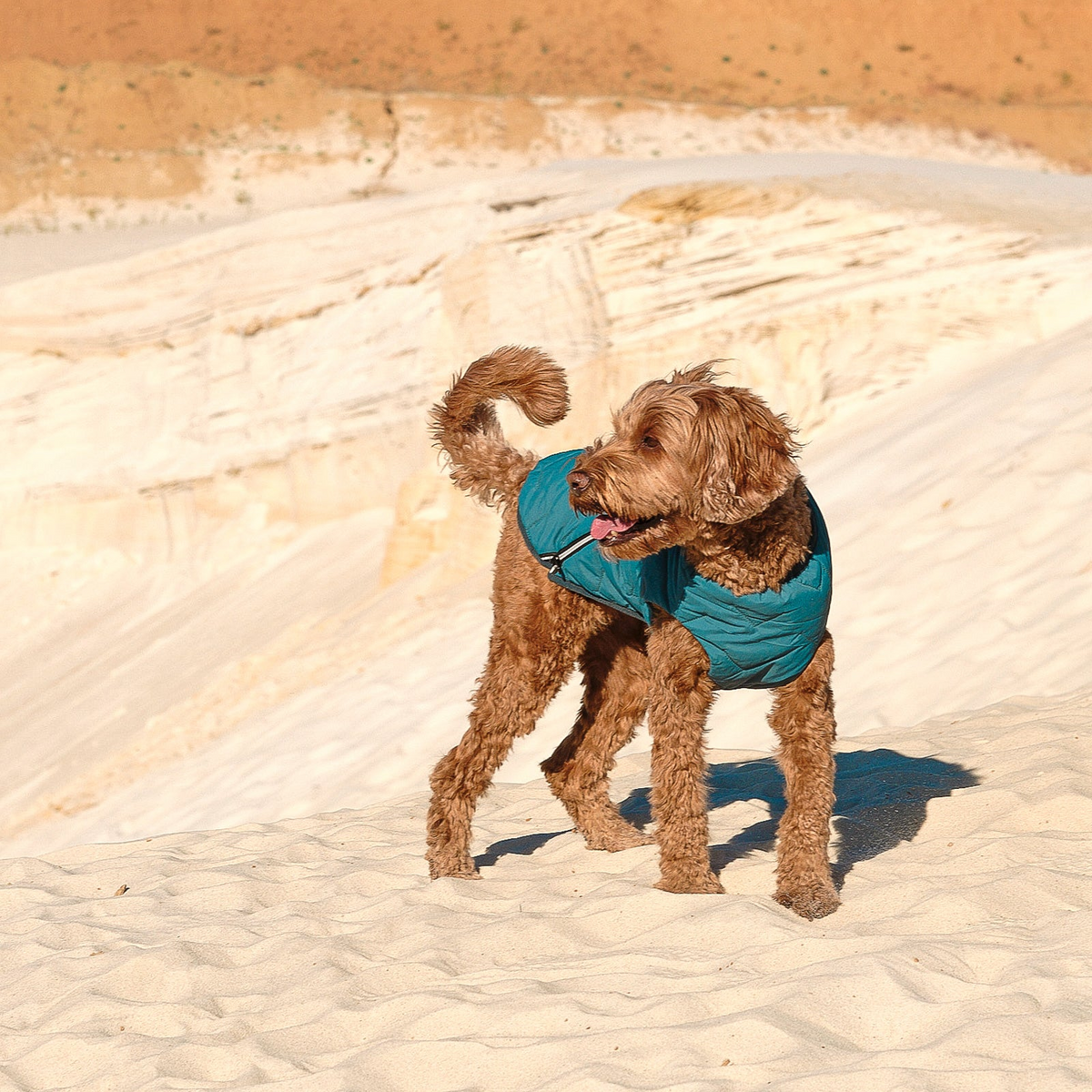 a dog wearing a vest standing in the sand