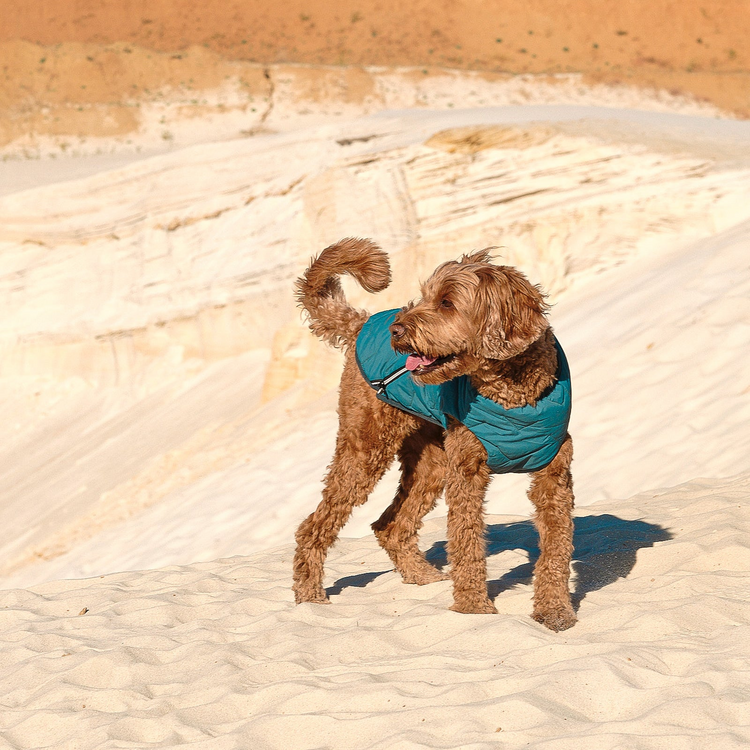 a dog wearing a vest standing in the sand