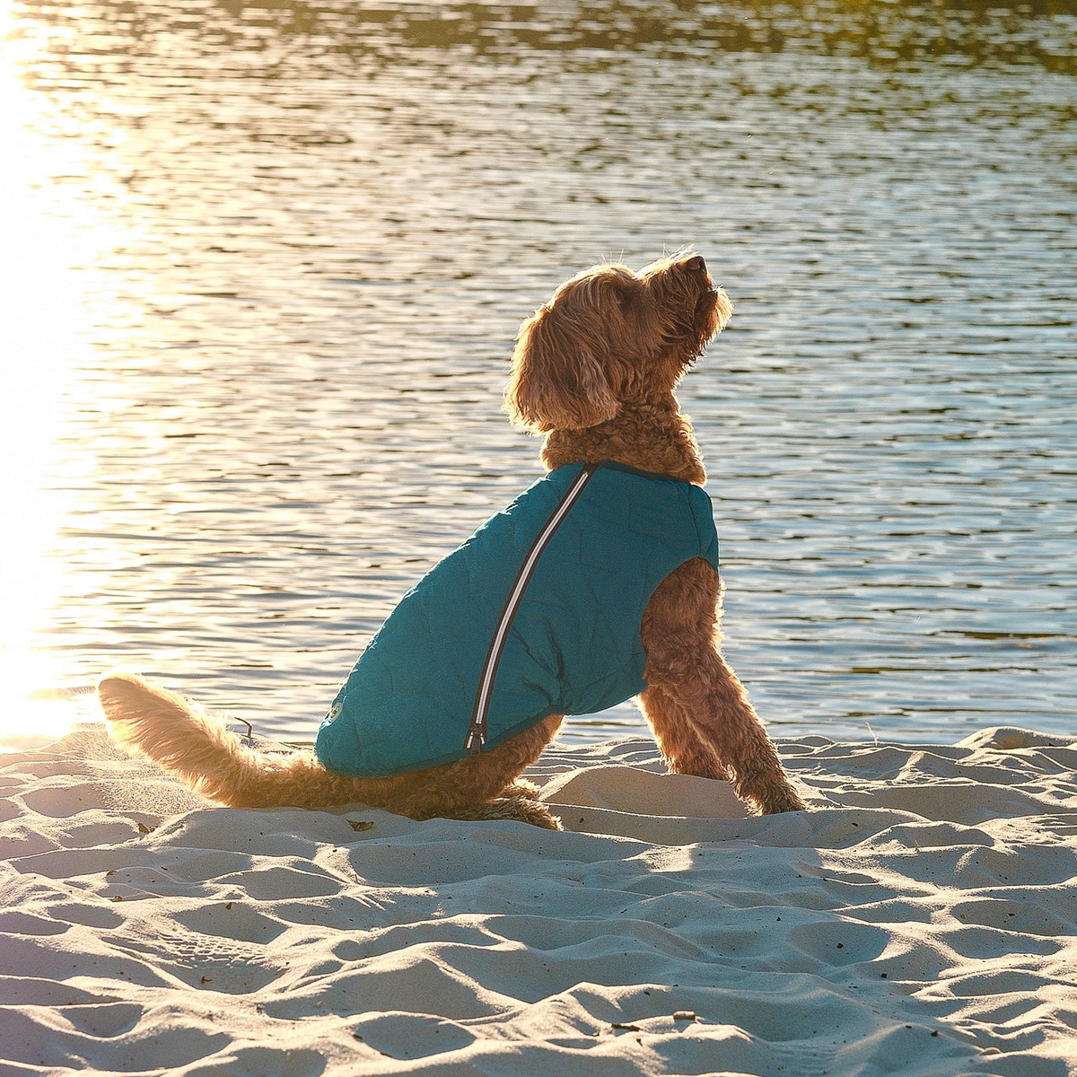 a dog sitting on a beach looking up at water