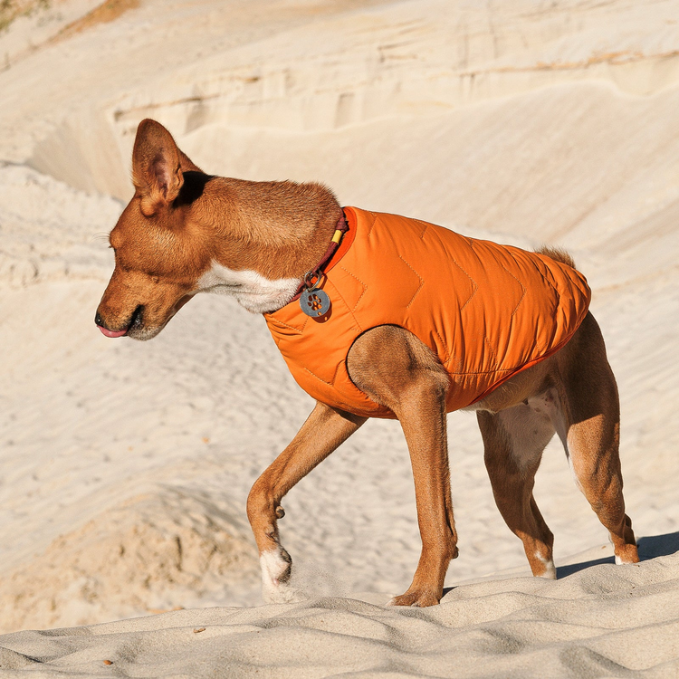 a dog wearing an orange vest walking in the sand