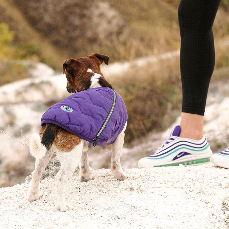 a dog wearing a coat