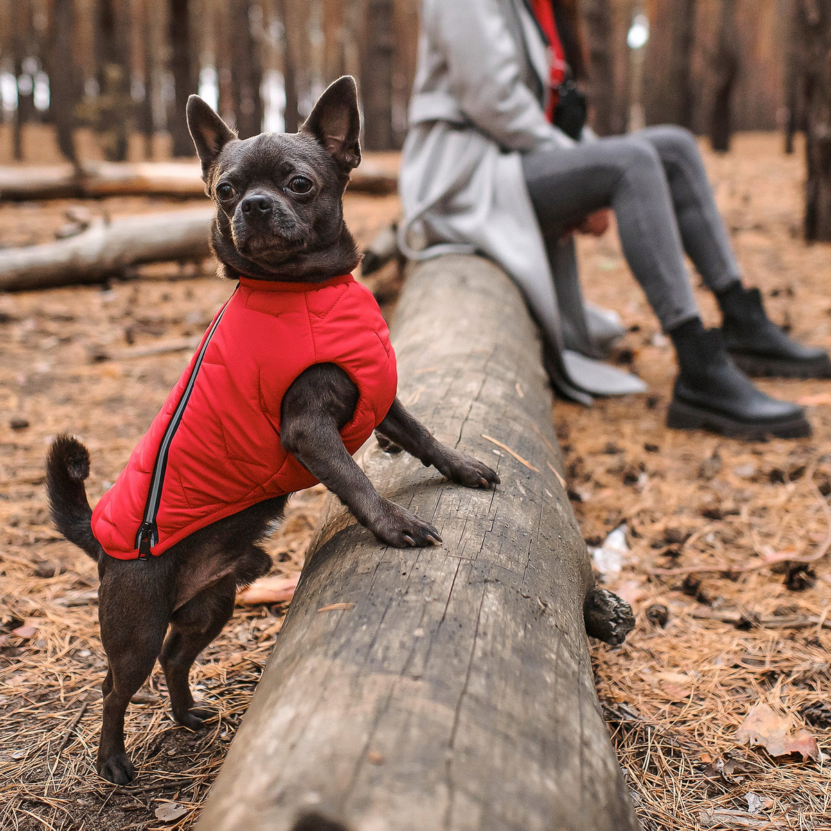 a dog in a red vest standing on a log