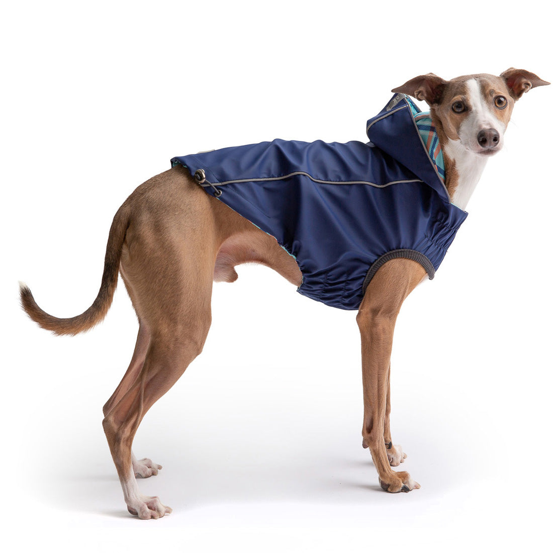 a dog wearing a blue jacket