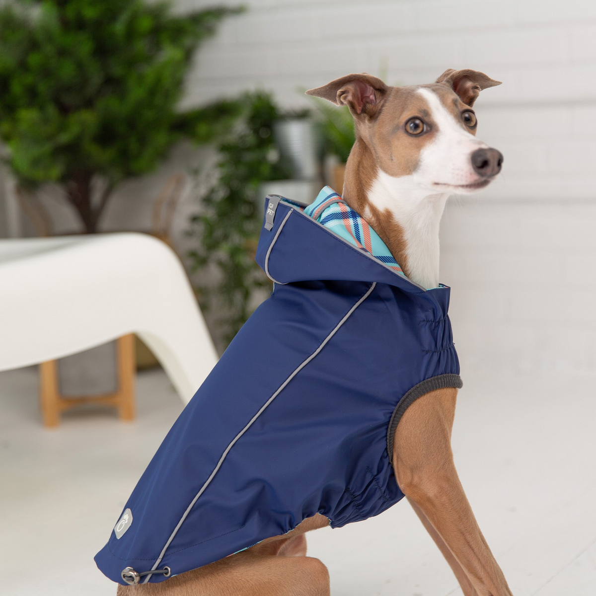 a dog wearing a blue coat