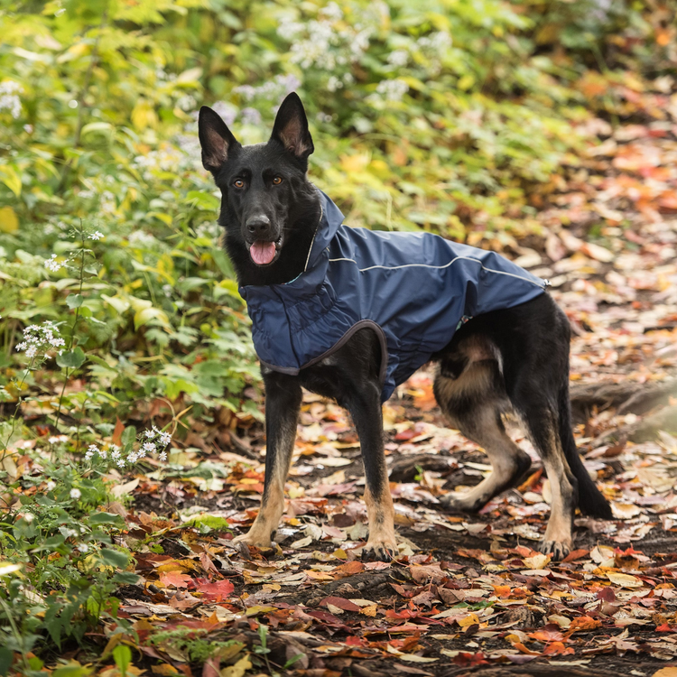 a dog wearing a coat