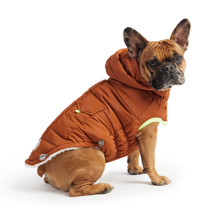 a dog wearing a coat