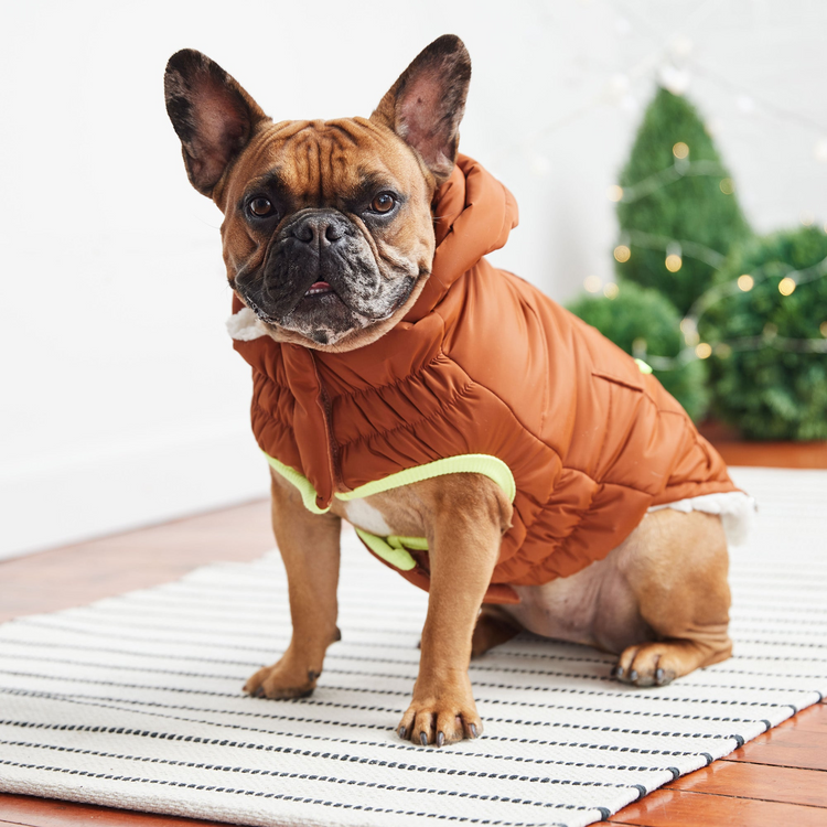 a dog wearing a coat