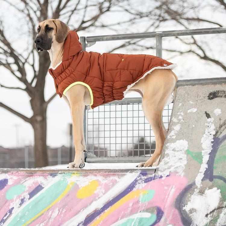 a dog wearing a coat
