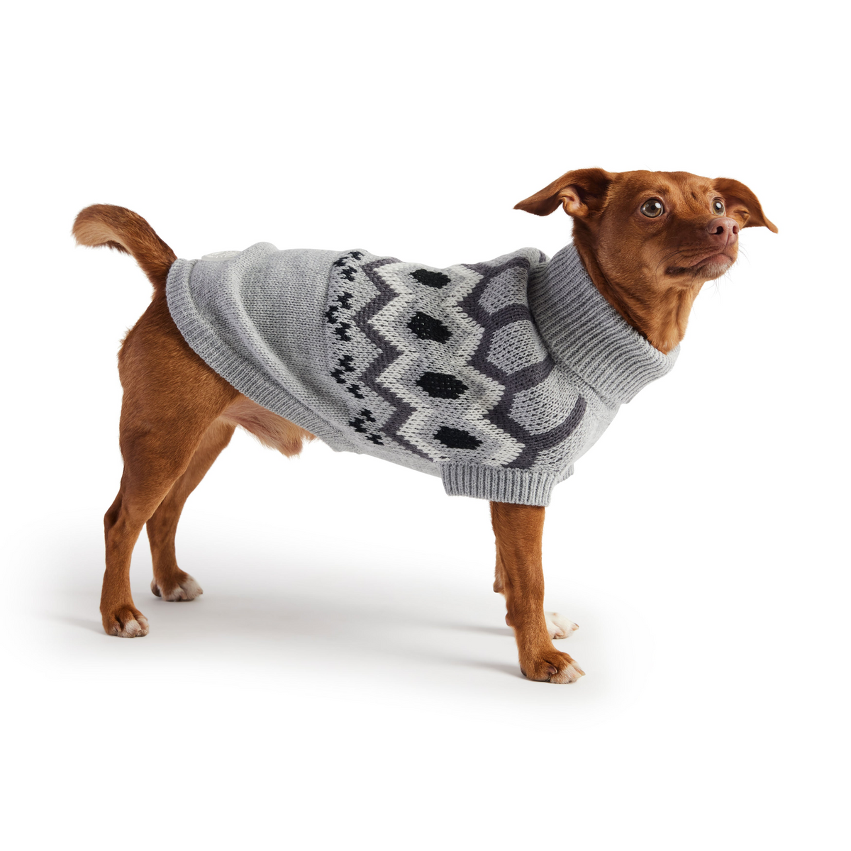 a dog wearing a sweater