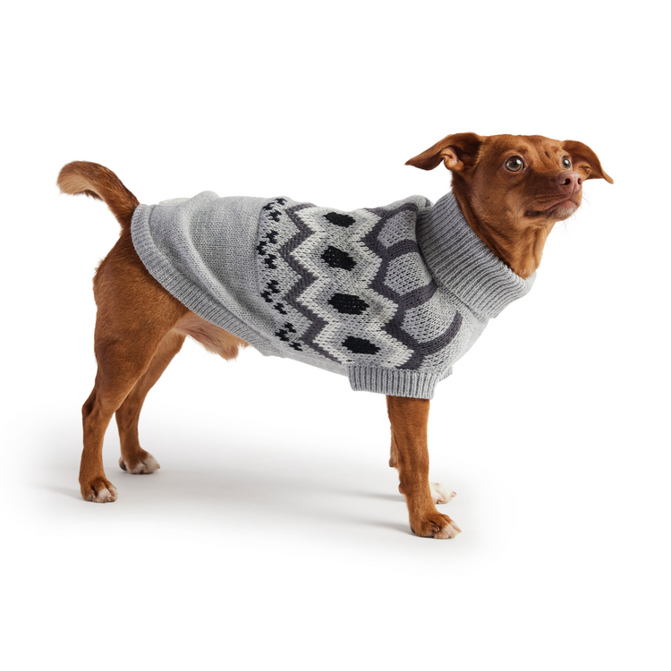a dog wearing a sweater