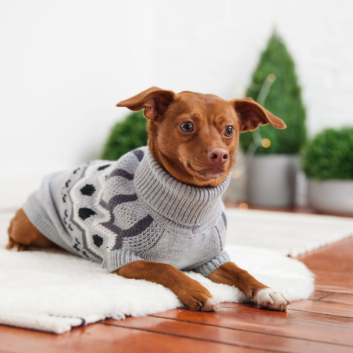 a dog wearing a sweater lying on a rug