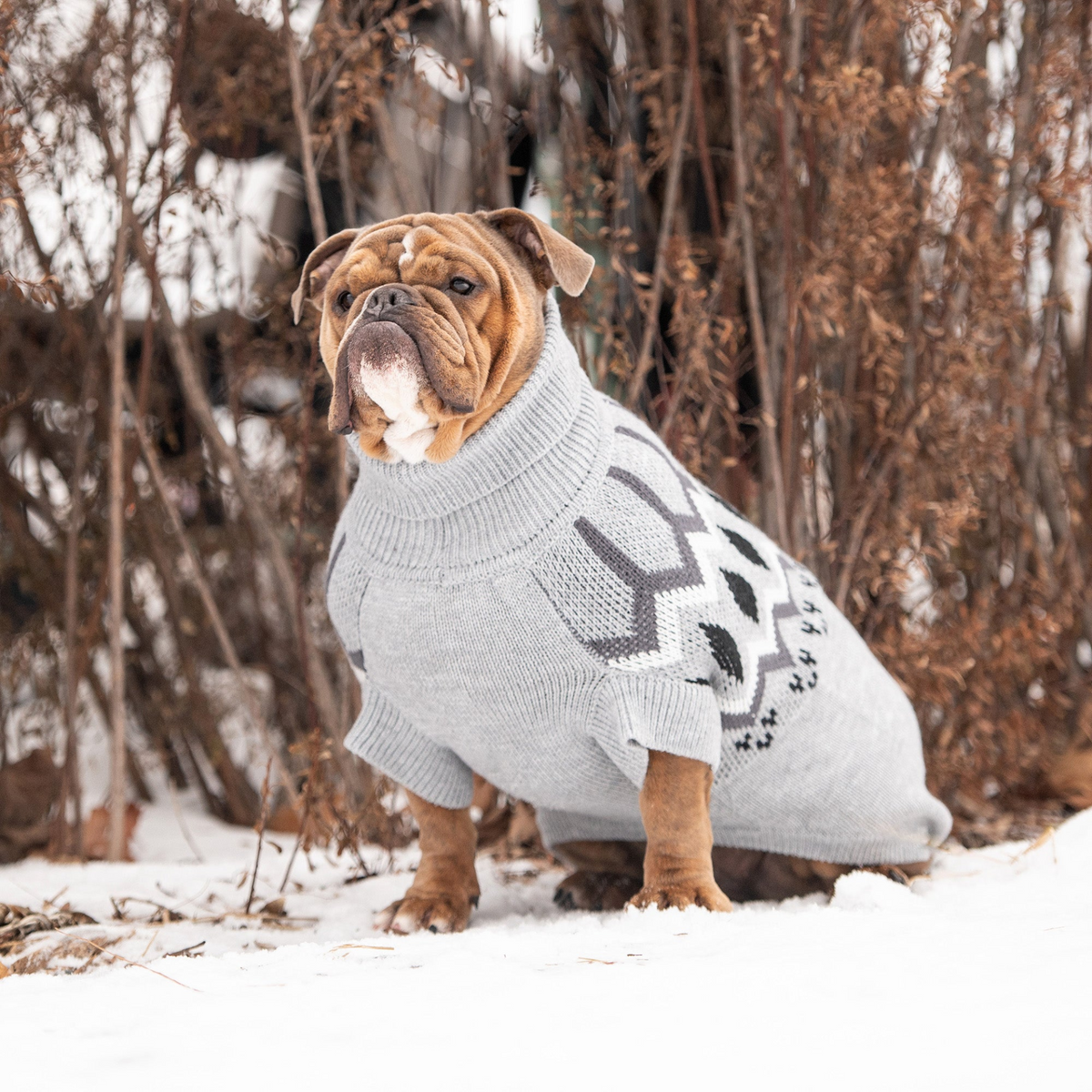 a dog wearing a sweater in the snow