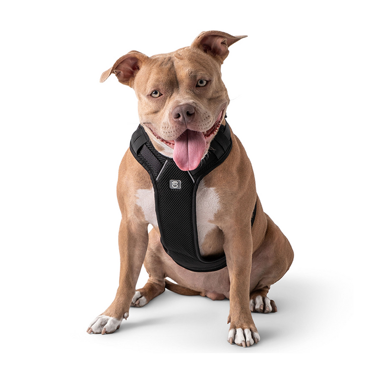 a dog wearing a harness