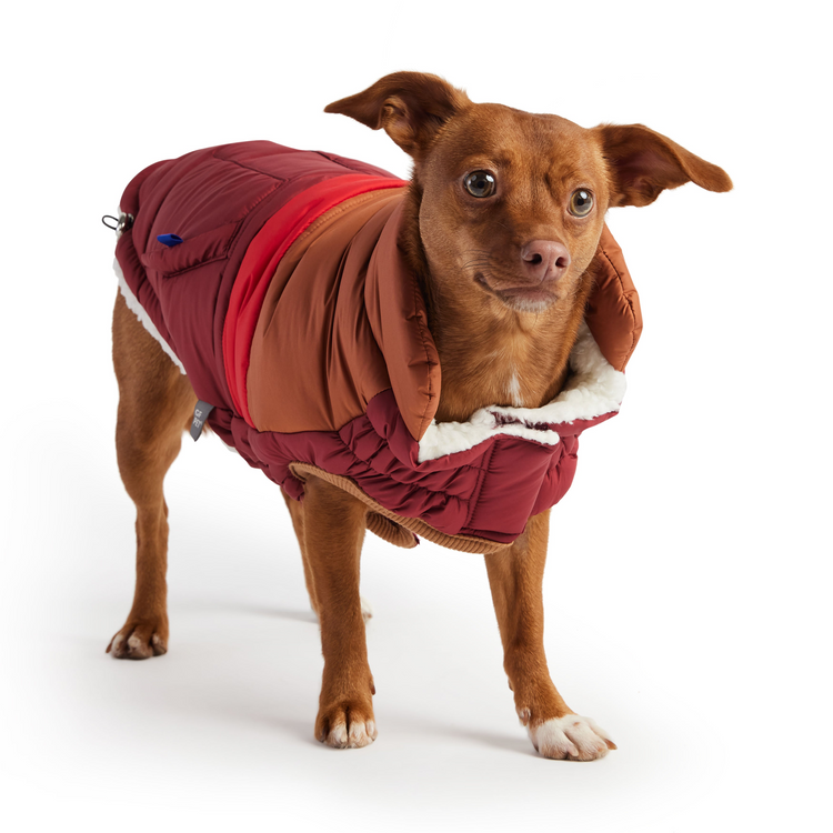 a dog wearing a coat