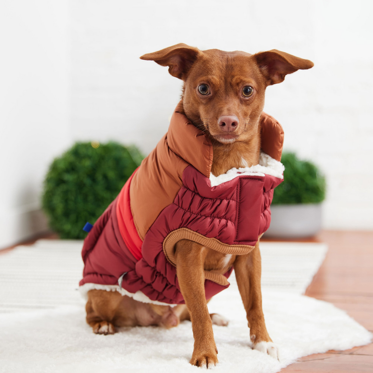 a dog wearing a vest