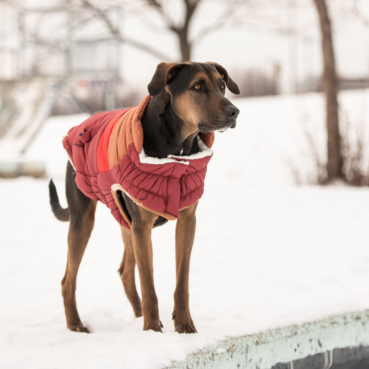 a dog wearing a vest standing in the snow