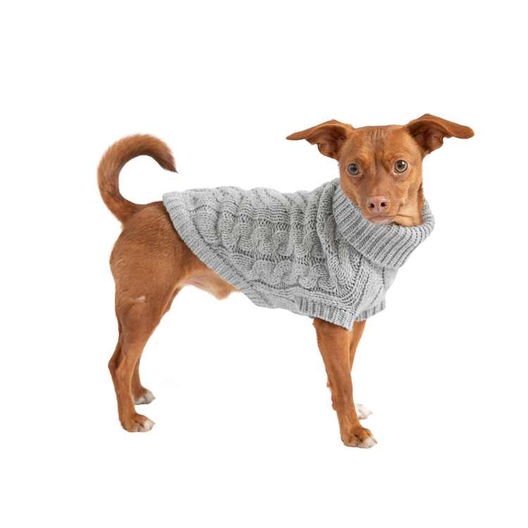 a dog wearing a sweater