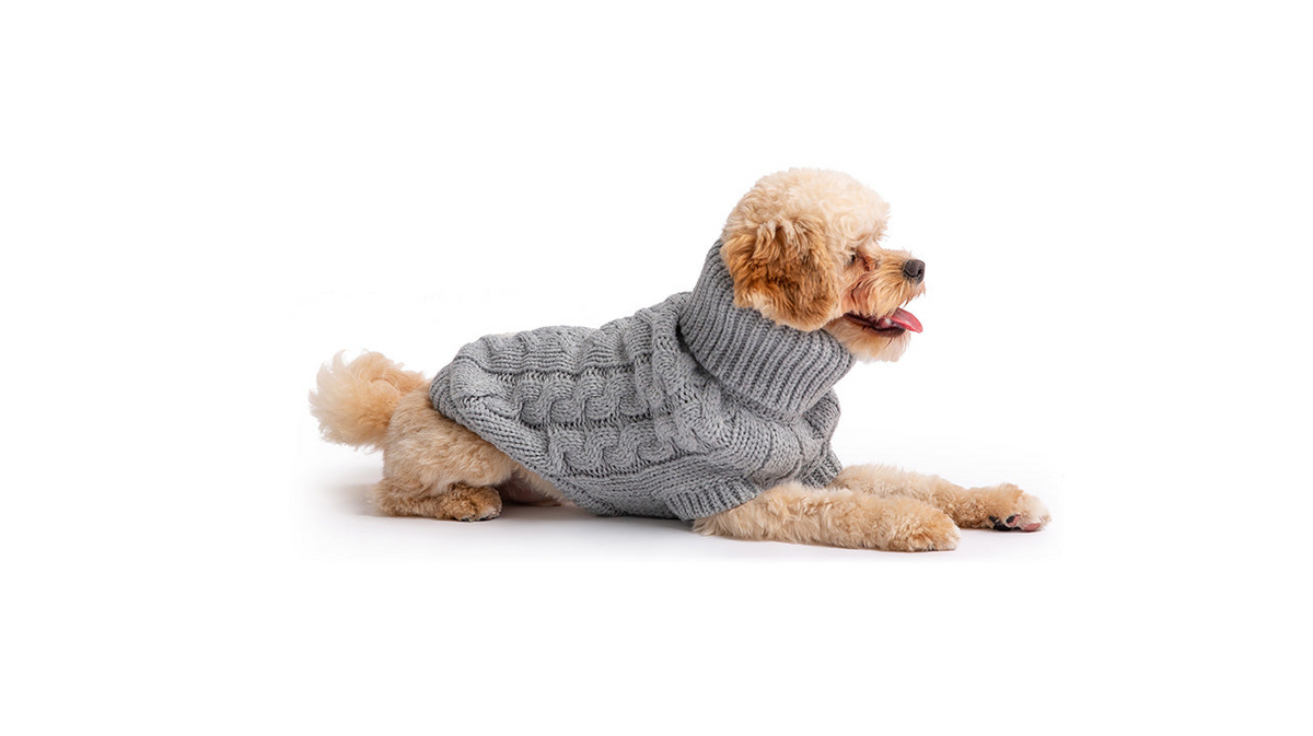 a dog wearing a sweater