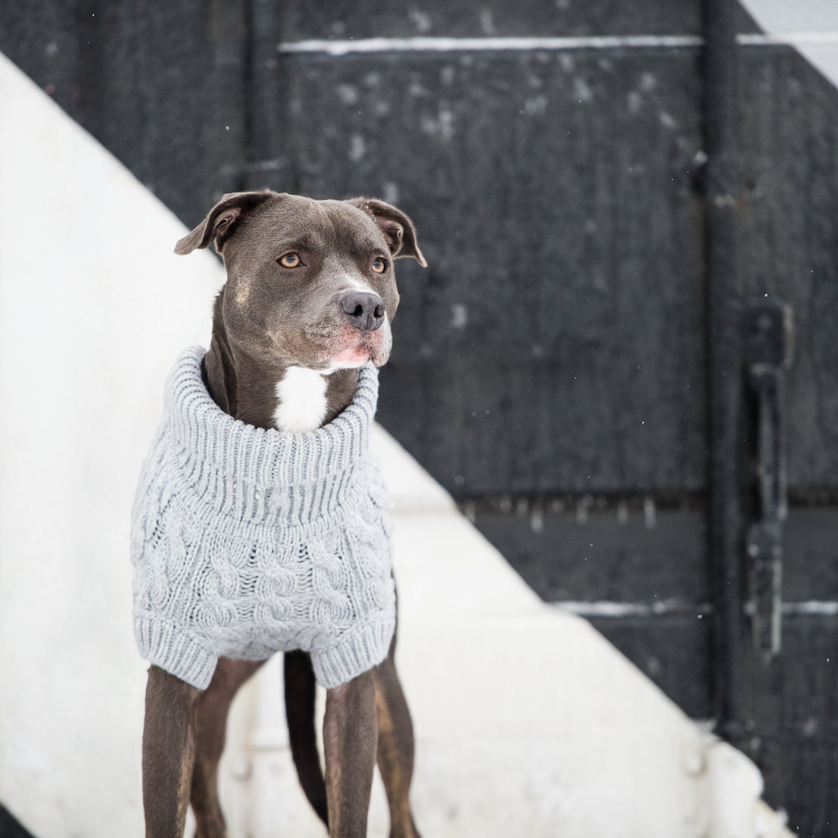 a dog wearing a sweater