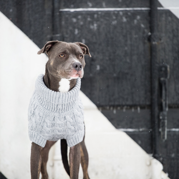a dog wearing a sweater