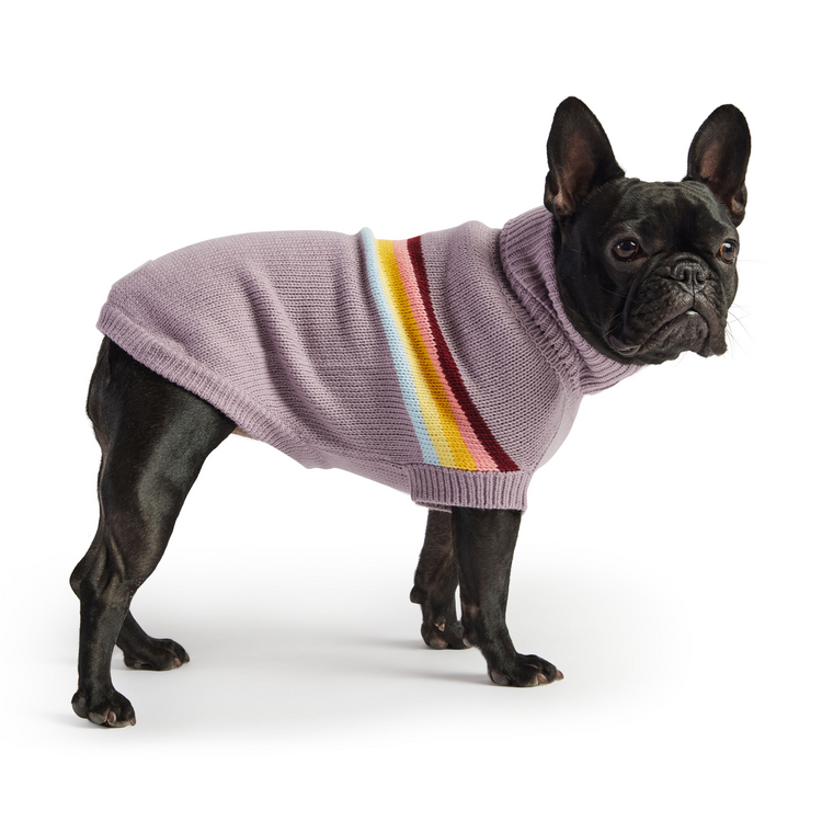 a dog wearing a sweater