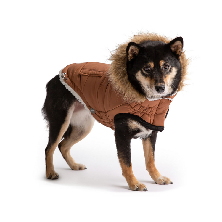 a dog wearing a coat