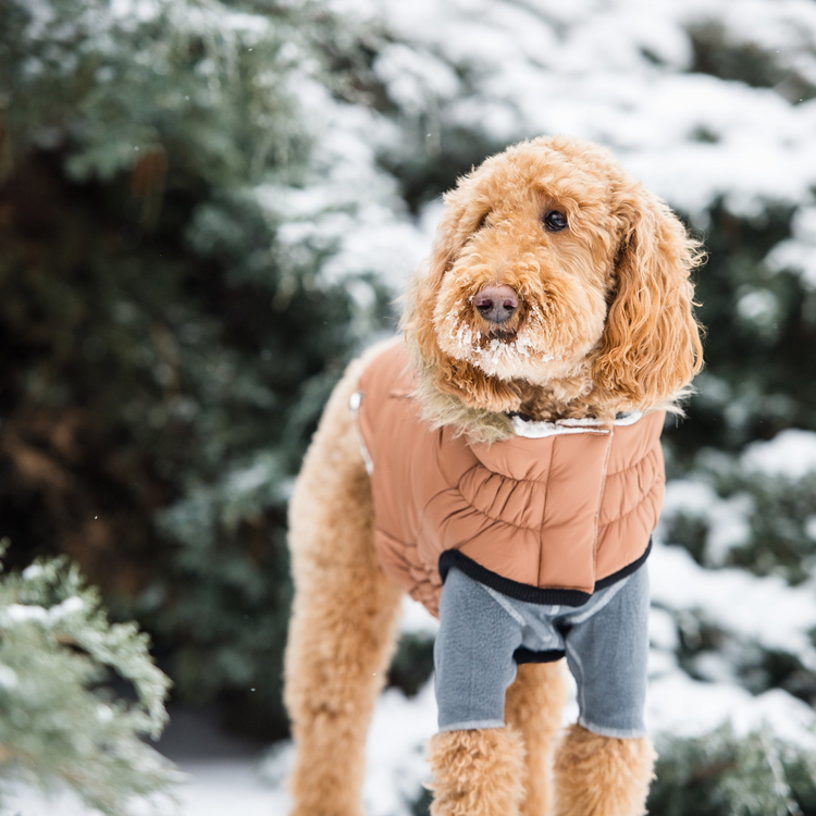 a dog wearing a vest and pants