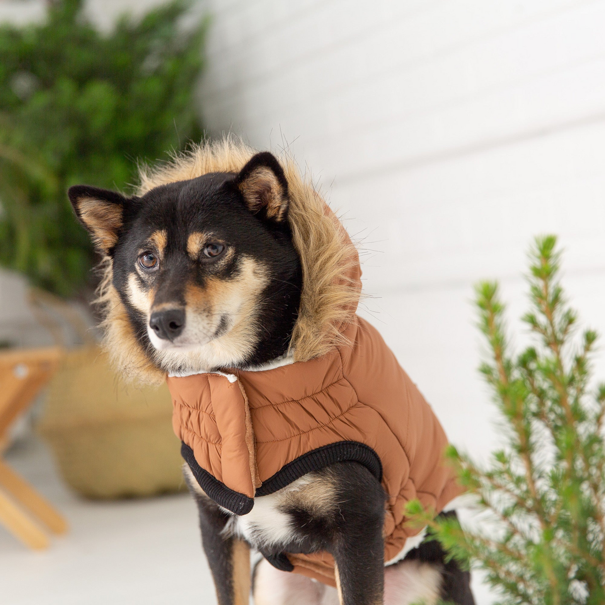 a dog wearing a vest