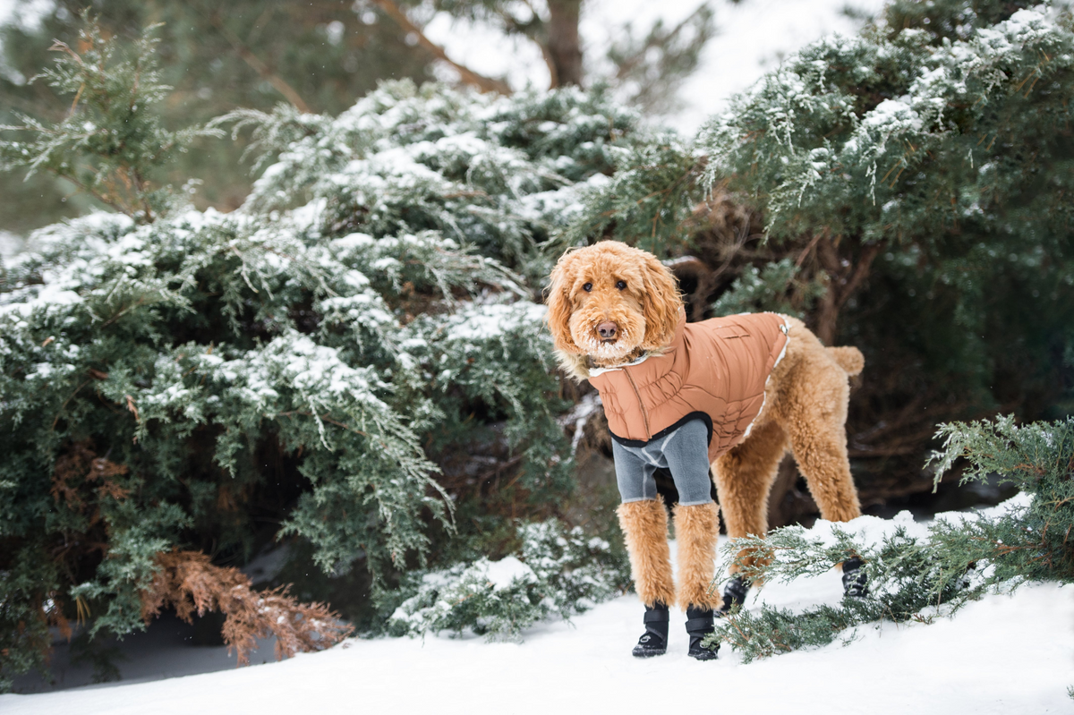 a dog wearing a coat in the snow