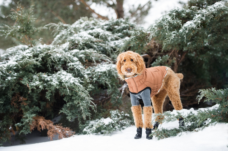 a dog wearing a coat in the snow