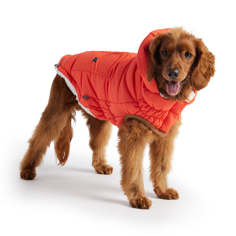 a dog wearing a red coat