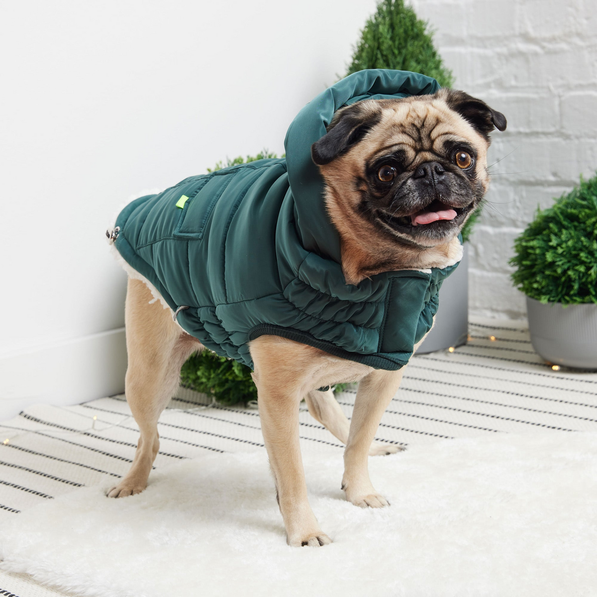a dog wearing a coat