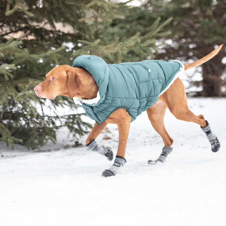 a dog wearing a coat and socks running in the snow