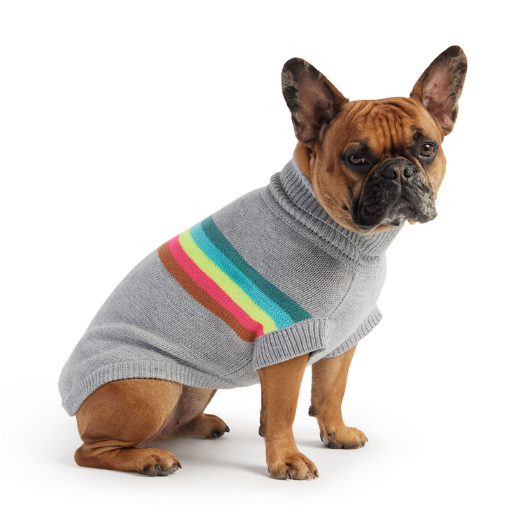 a dog wearing a sweater