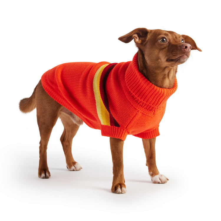 a dog wearing a sweater