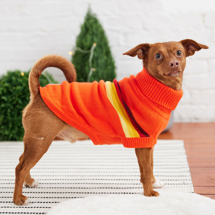 a dog wearing a sweater