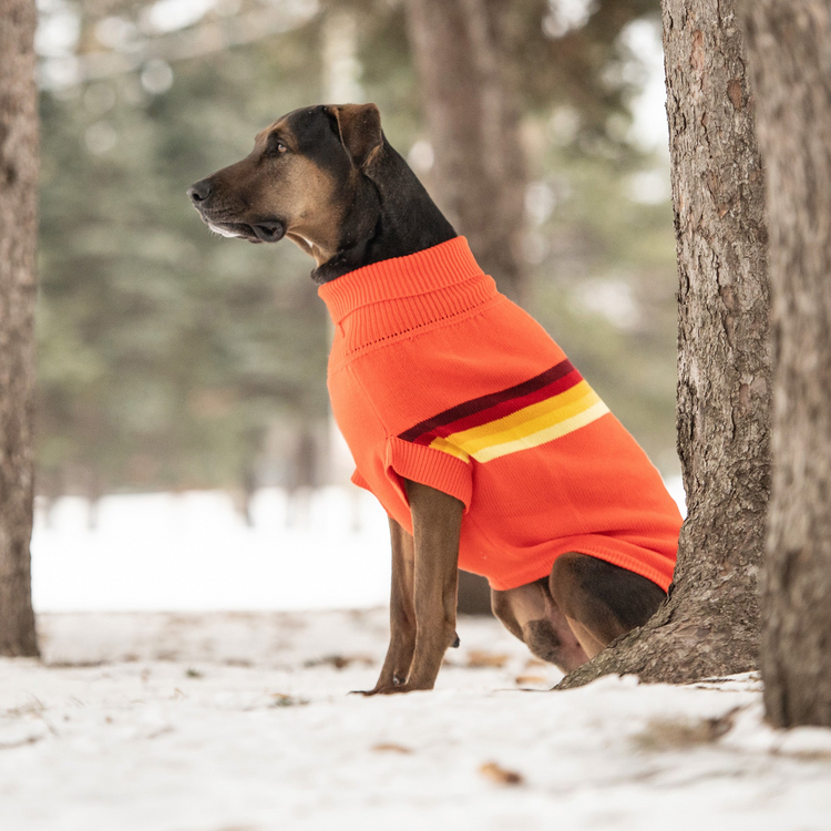 a dog wearing a sweater