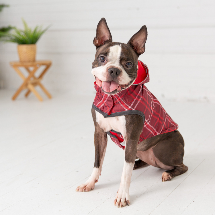a dog wearing a red and white coat