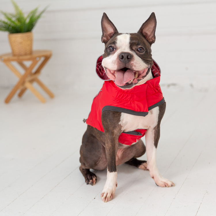 a dog wearing a red jacket
