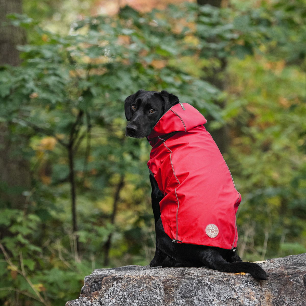 a black dog wearing a red coat