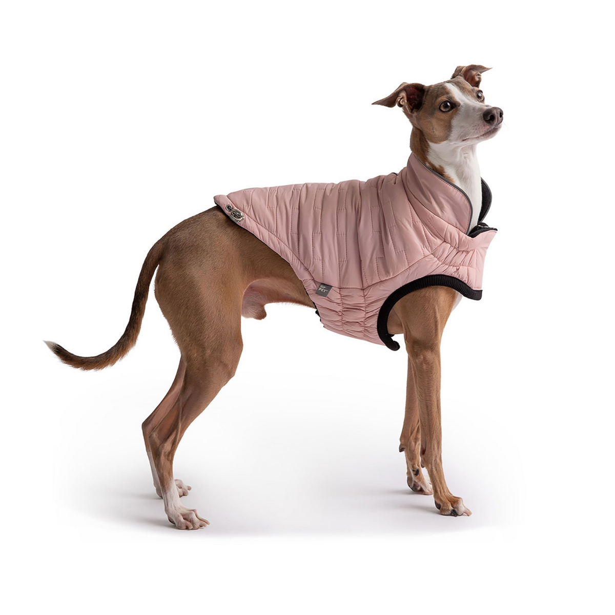 a dog wearing a pink coat