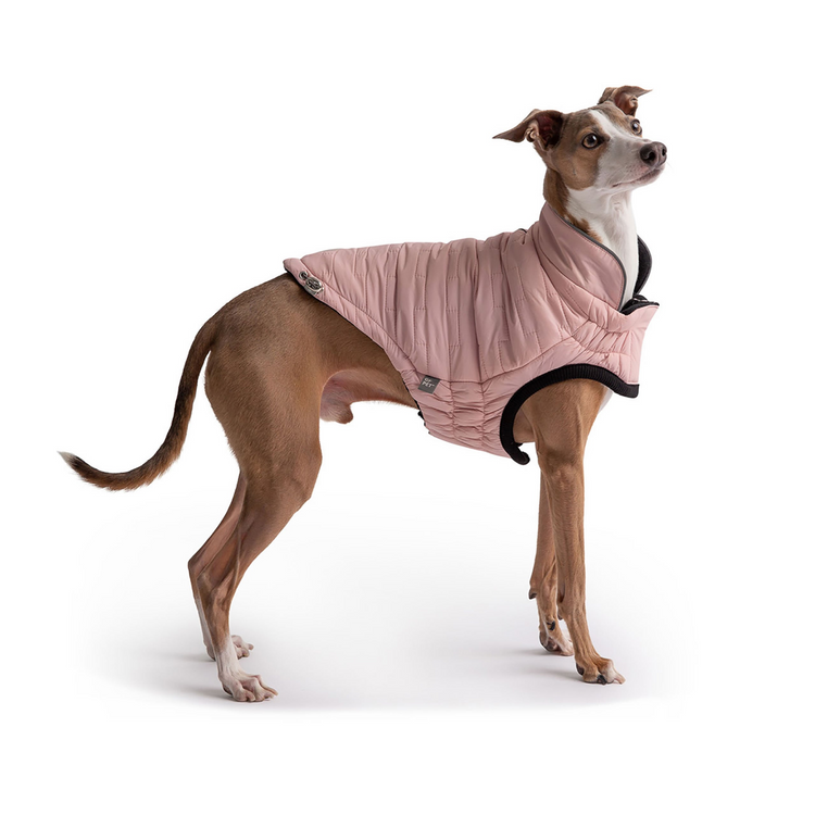 a dog wearing a pink coat