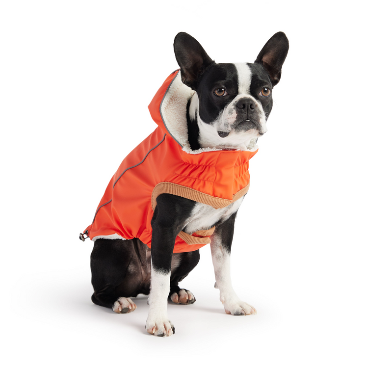 a dog wearing an orange vest