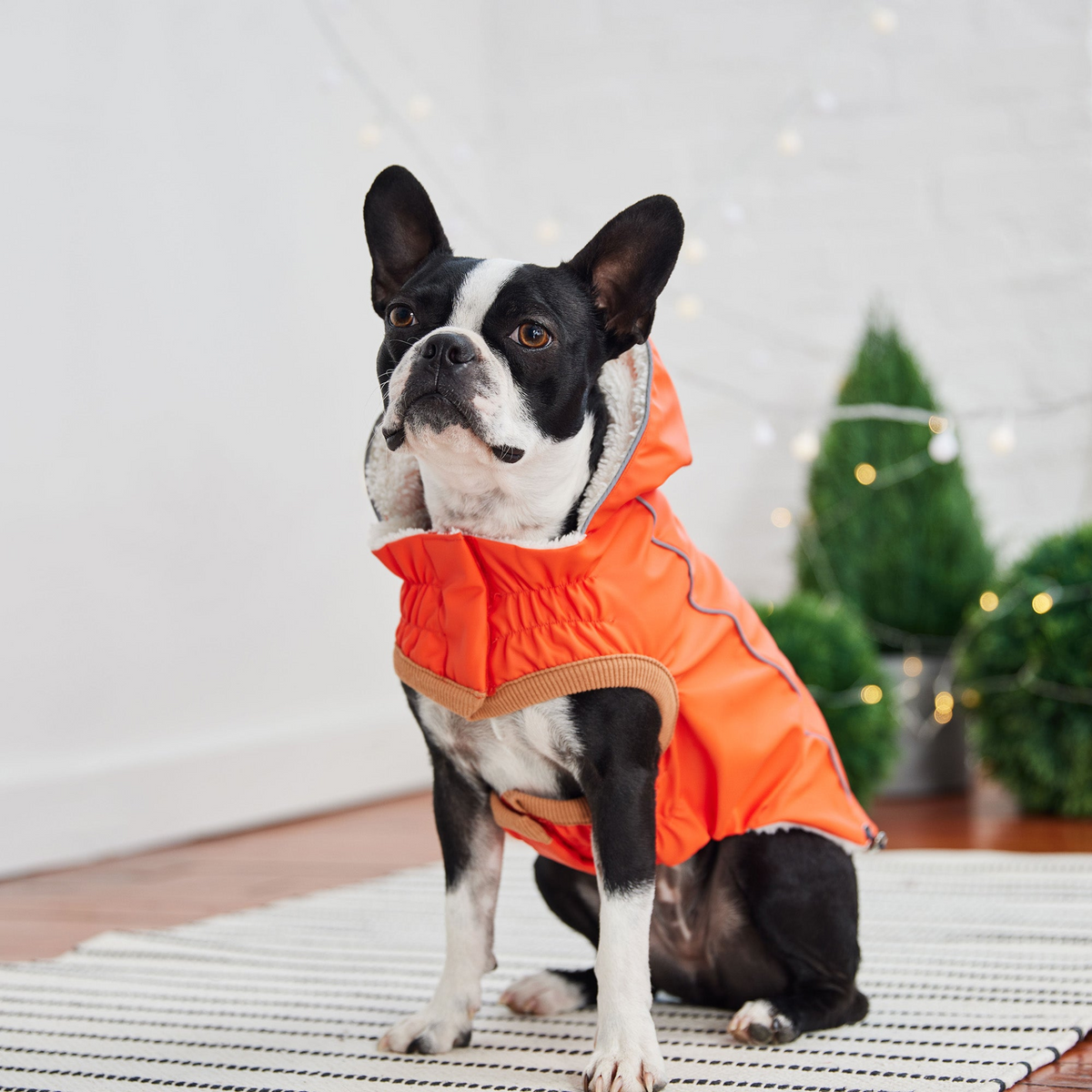 a dog wearing an orange jacket